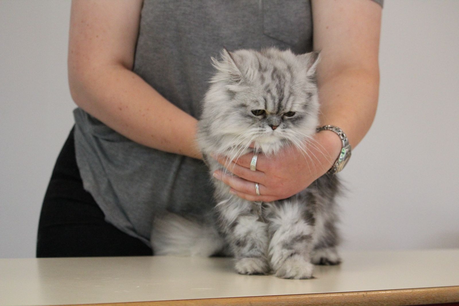 Chat lors d'une séance d'ostéopathie