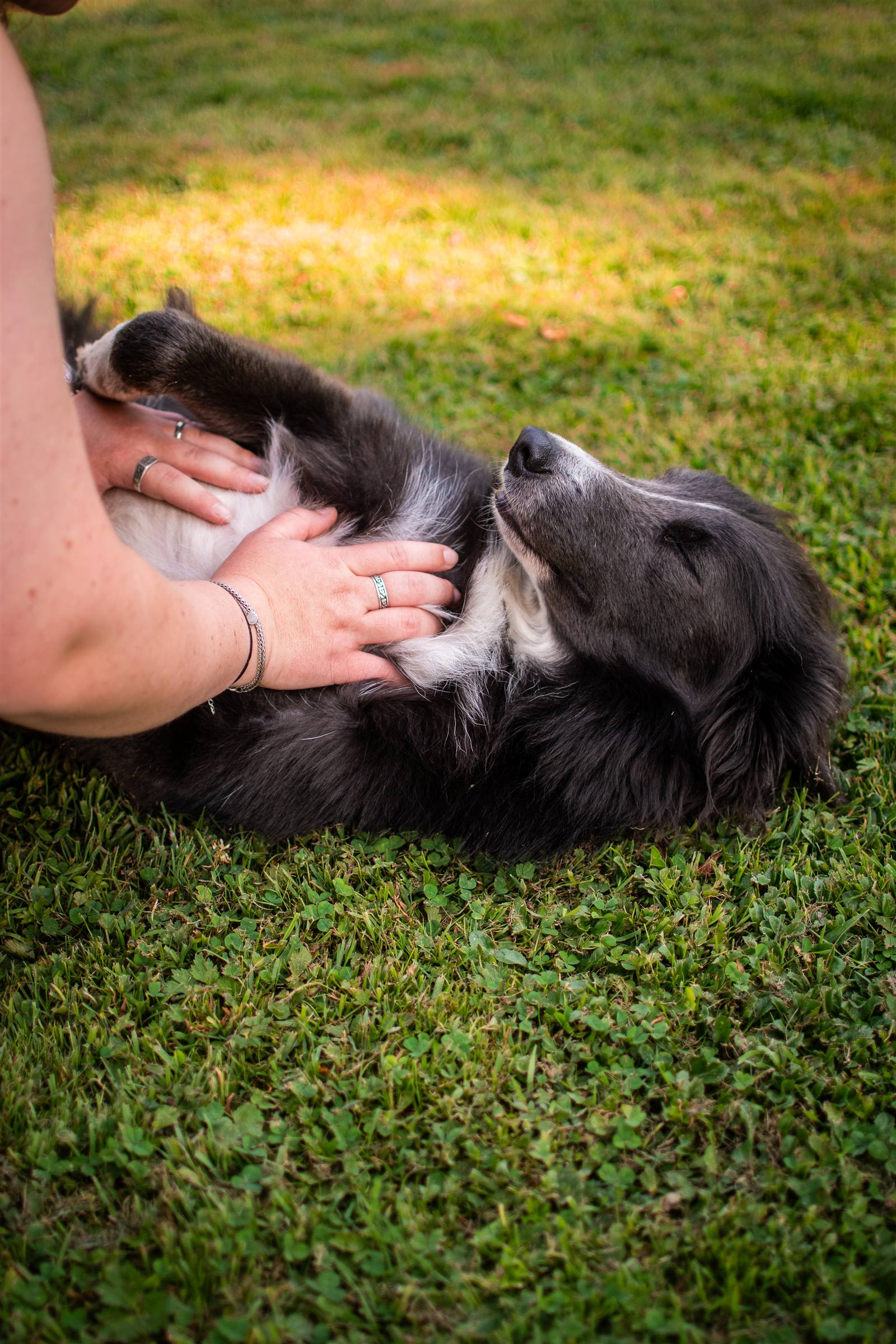Soin ostéopathique d'un chien